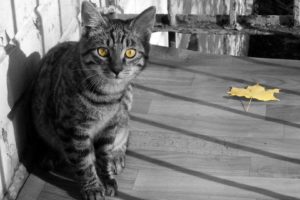 cats, Animals, Leaves, Yellow, Eyes, Selective, Coloring