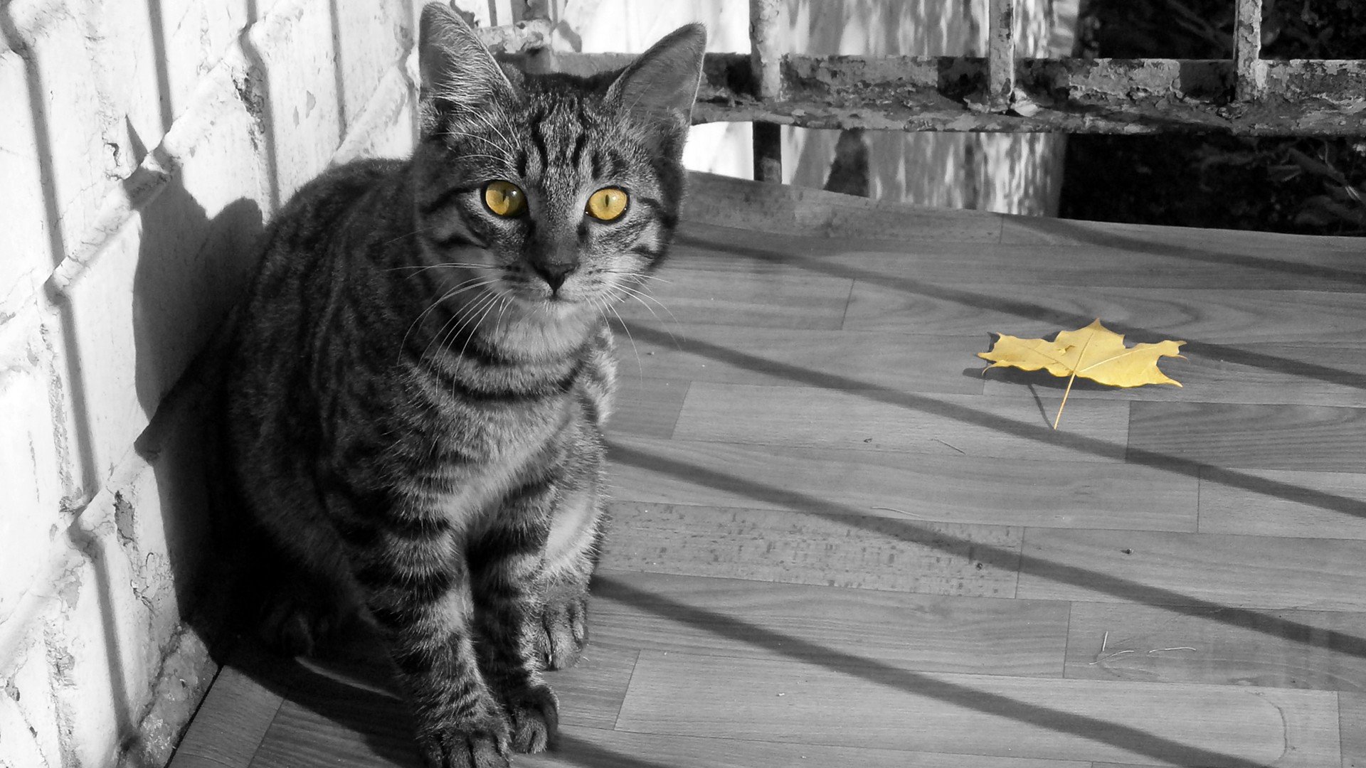 cats, Animals, Leaves, Yellow, Eyes, Selective, Coloring Wallpaper