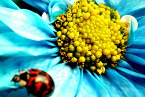 flowers, Insects, Ladybirds
