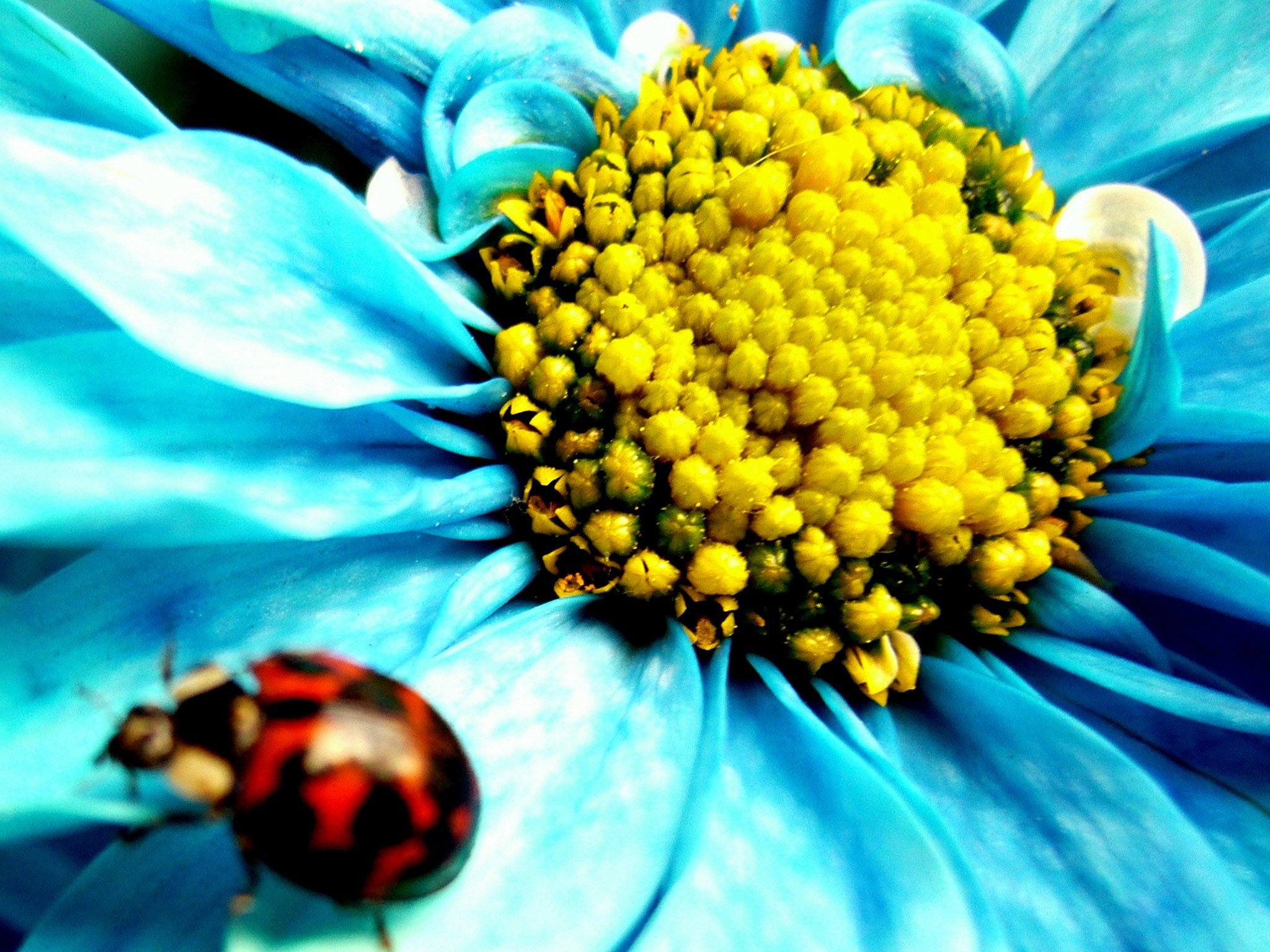 flowers, Insects, Ladybirds Wallpaper