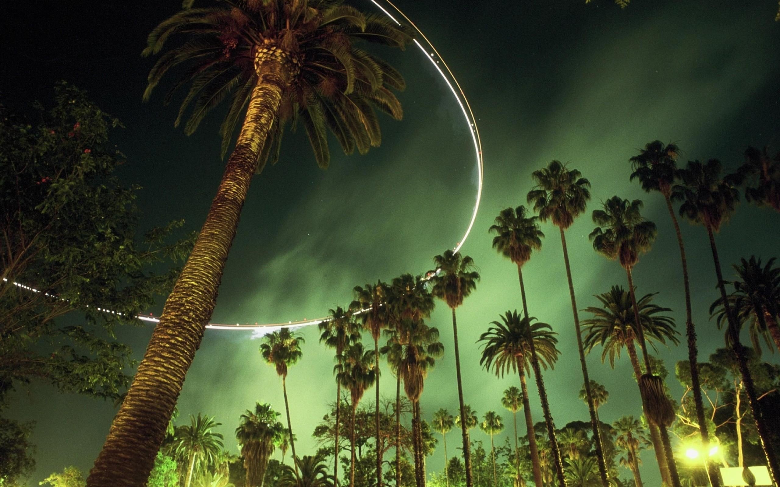 night, Palms Wallpapers HD / Desktop and Mobile Backgrounds