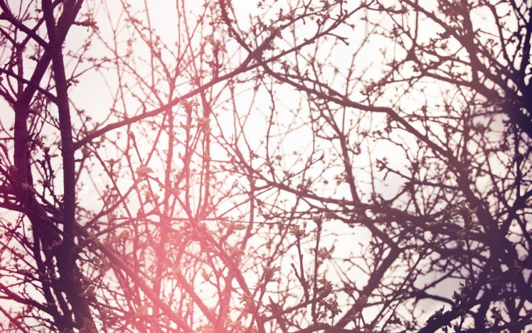 trees, Sunlight, Flora, Branches HD Wallpaper Desktop Background