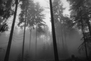 black, And, White, Trees, Fog