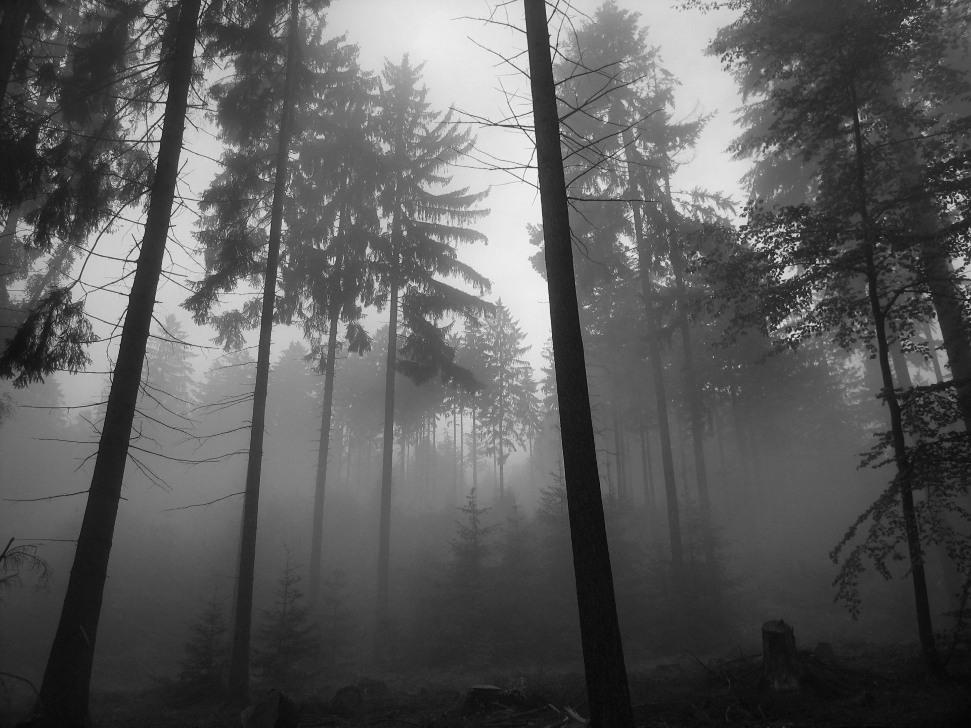 black, And, White, Trees, Fog Wallpapers HD / Desktop and Mobile Backgrounds