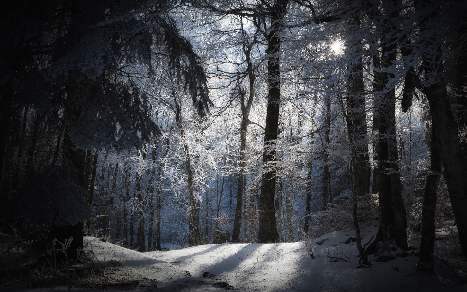 landscapes, Nature, Seasons, Winter, Snow, Trees, Forests, Moons, Moonlight Wallpaper