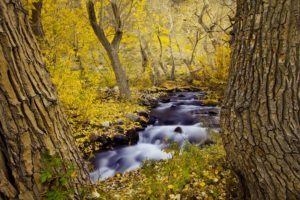 landscapes, Rivers, Streams, Trees, Forests, Autumn, Fall, Seasons