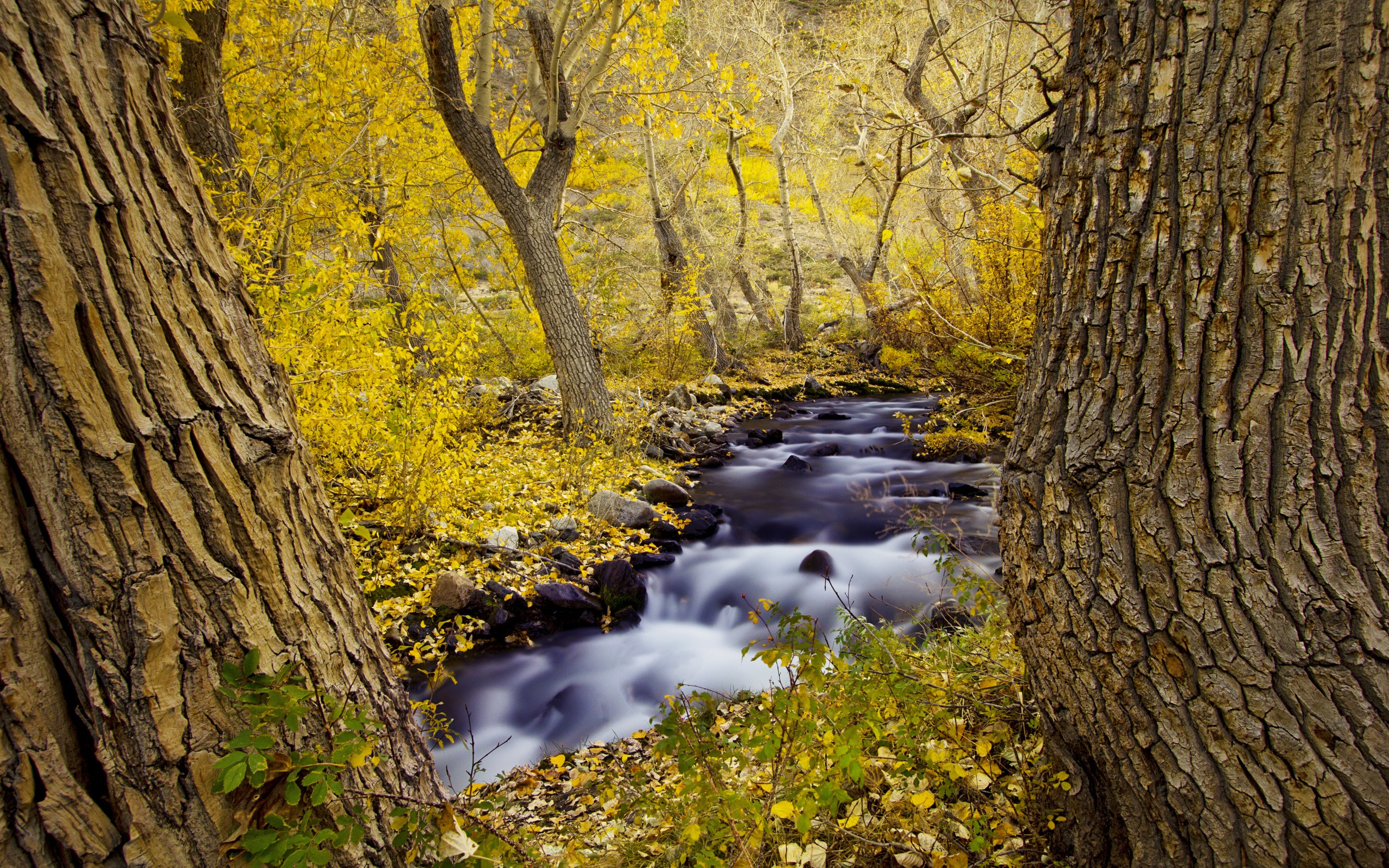 landscapes, Rivers, Streams, Trees, Forests, Autumn, Fall, Seasons Wallpaper