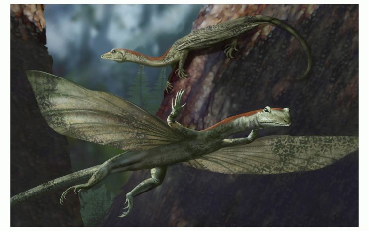 animals, Lizards, Gliding HD Wallpaper Desktop Background