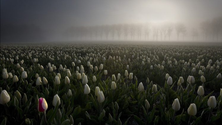 landscapes, Flowers, Tulips HD Wallpaper Desktop Background
