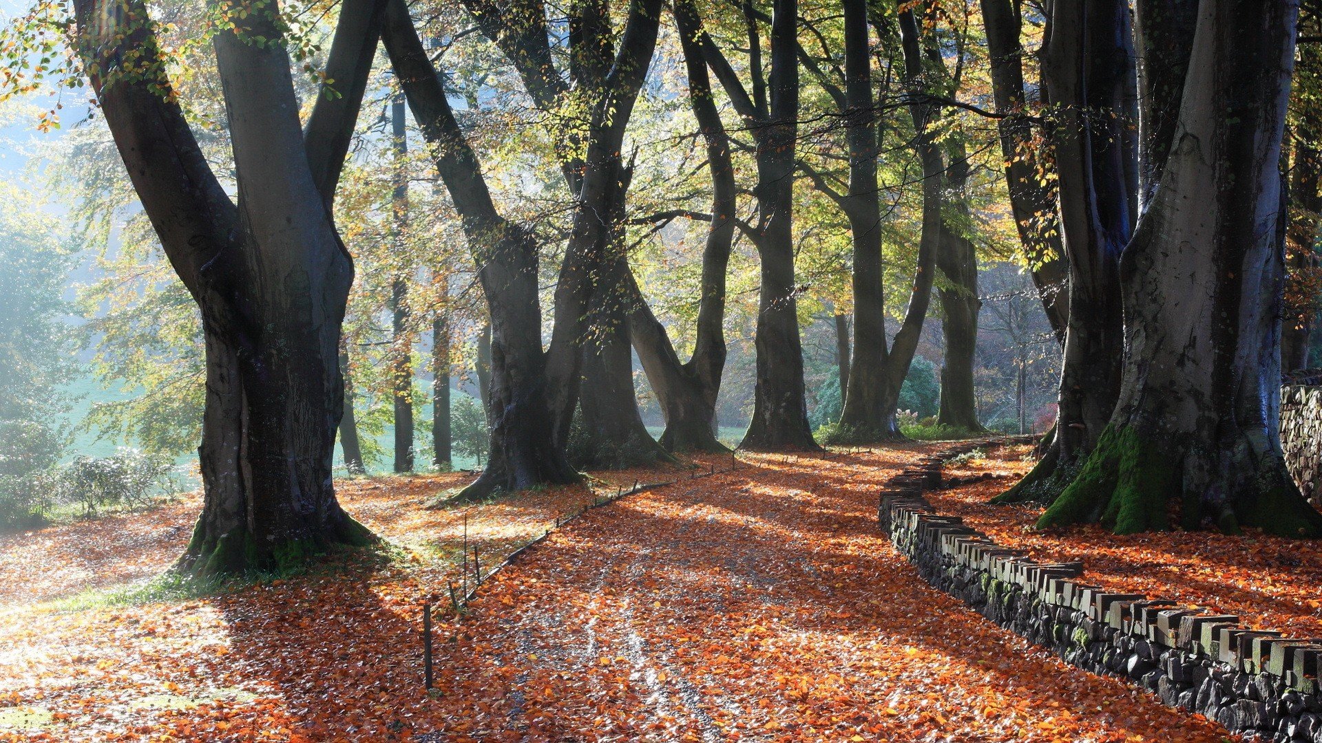 trees, Leaves, Park Wallpaper