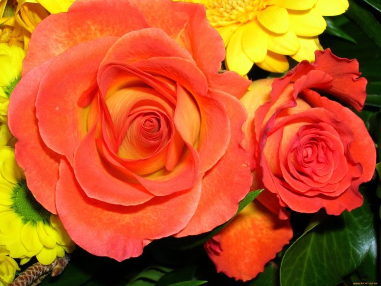 nature, Red, Flowers, Yellow, Orange, Roses HD Wallpaper Desktop Background