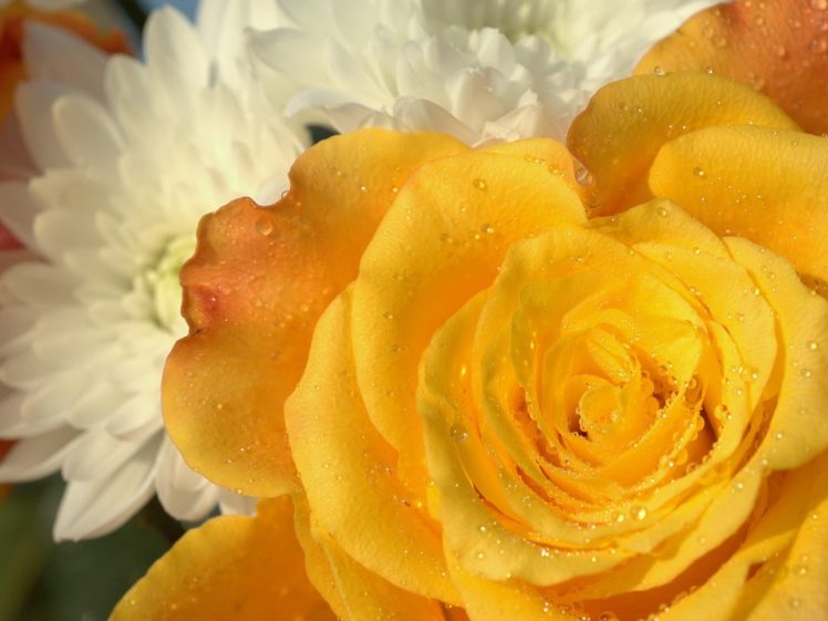 flowers, Macro, Roses, Yellow, Rose HD Wallpaper Desktop Background
