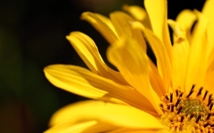 nature, Flowers, Plants, Depth, Of, Field, Flower, Petals, Yellow, Flowers HD Wallpaper Desktop Background