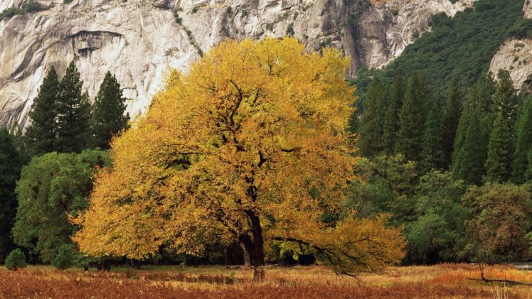 golden, California, National, Park, Yosemite, National, Park HD Wallpaper Desktop Background