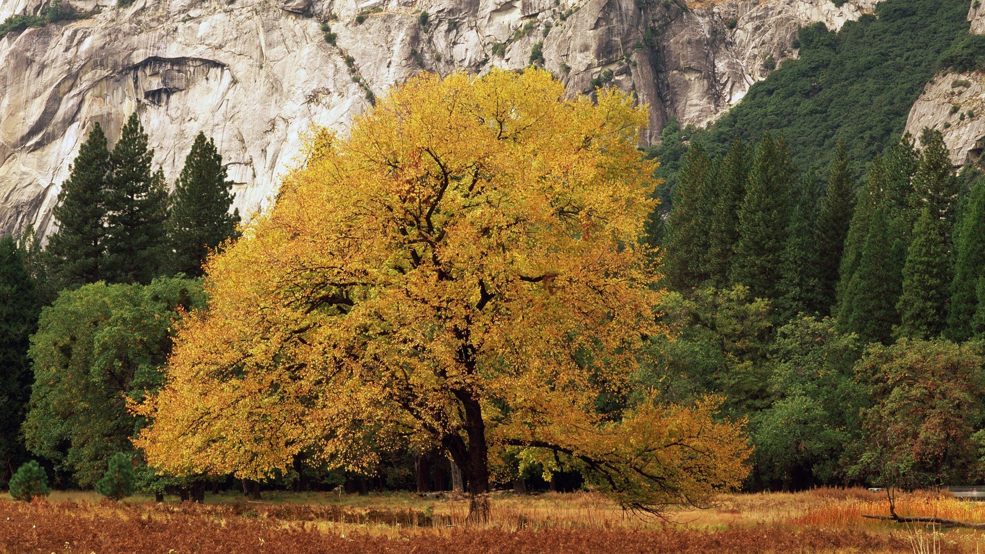 golden, California, National, Park, Yosemite, National, Park Wallpaper