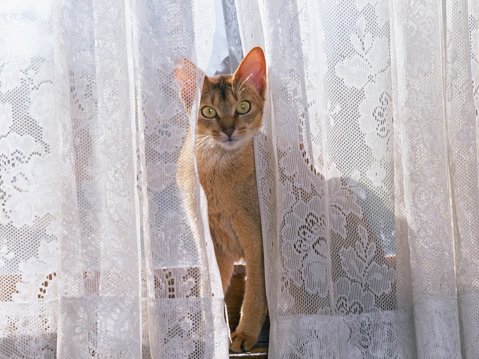 animals Wallpaper