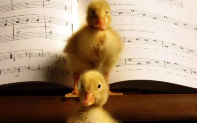 birds, Animals, Ducks, Duckling, Musical, Musical, Notes, Baby, Birds HD Wallpaper Desktop Background