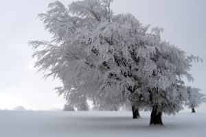 winter, Snow, Trees, White, Fields