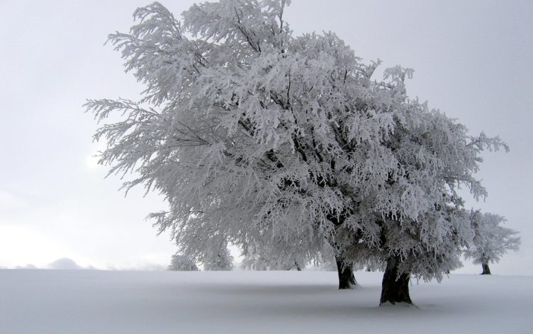 winter, Snow, Trees, White, Fields HD Wallpaper Desktop Background