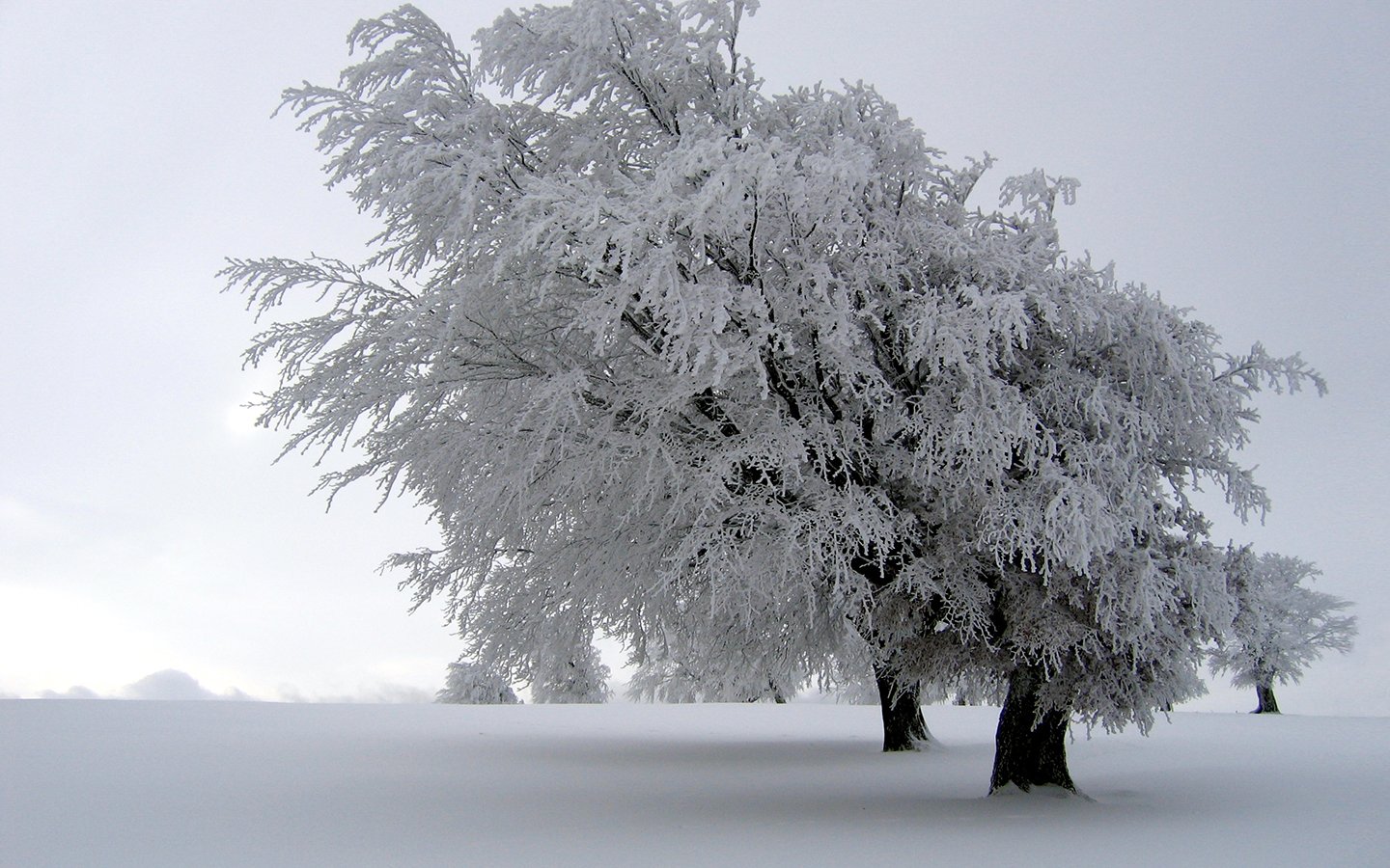 winter, Snow, Trees, White, Fields Wallpaper