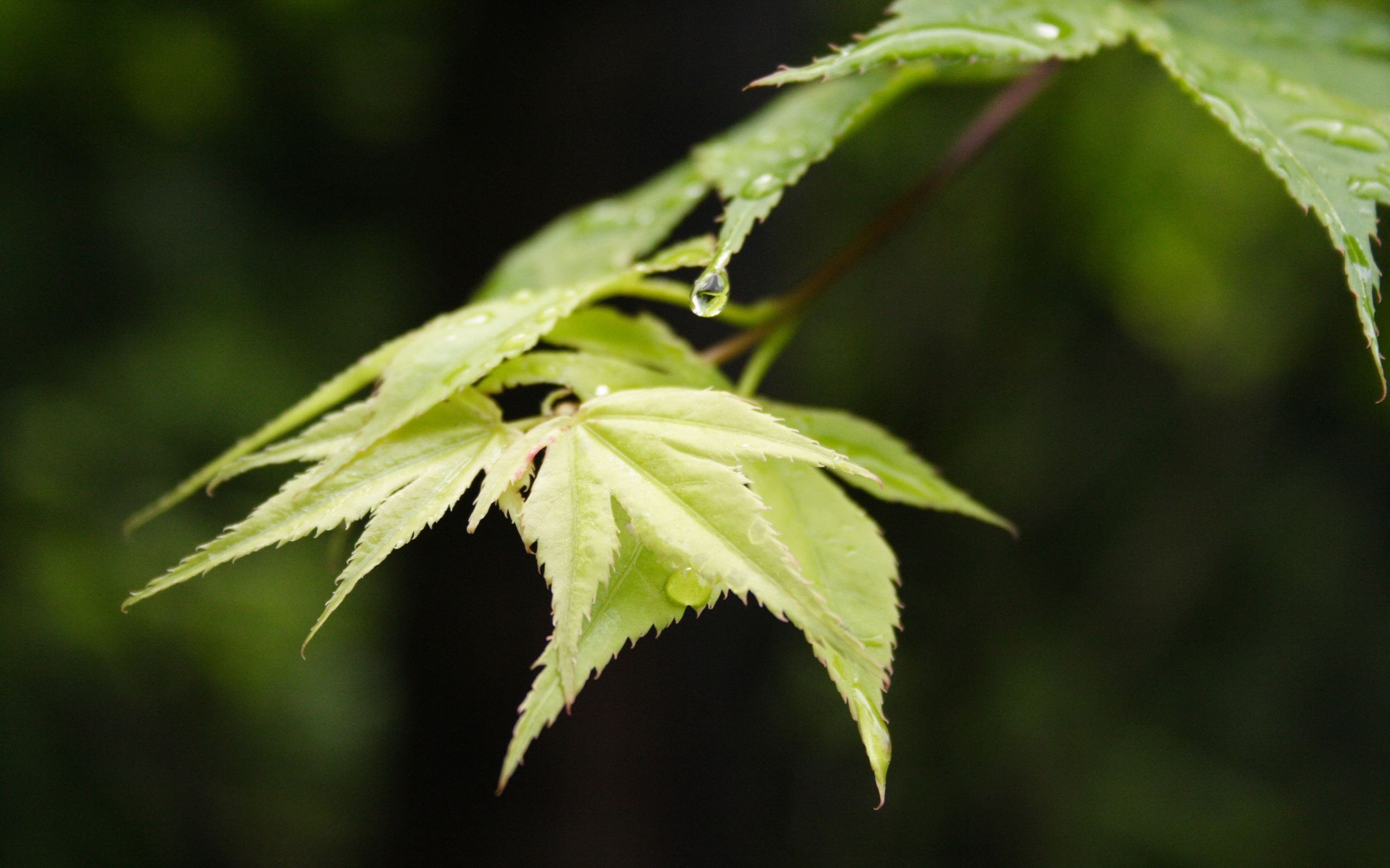 nature, Leaves Wallpaper