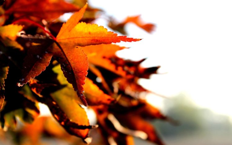 nature, Autumn, Leaves, Depth, Of, Field HD Wallpaper Desktop Background