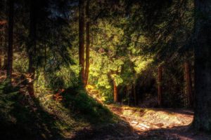 landscapes, Nature, Trees, Forests, Sunlight, Pine, Trees