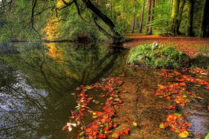 nature, Autumn, Forests