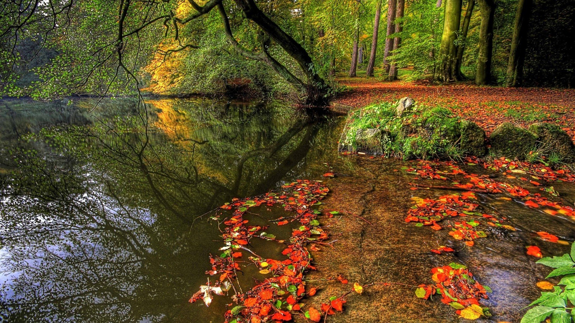 nature, Autumn, Forests Wallpaper