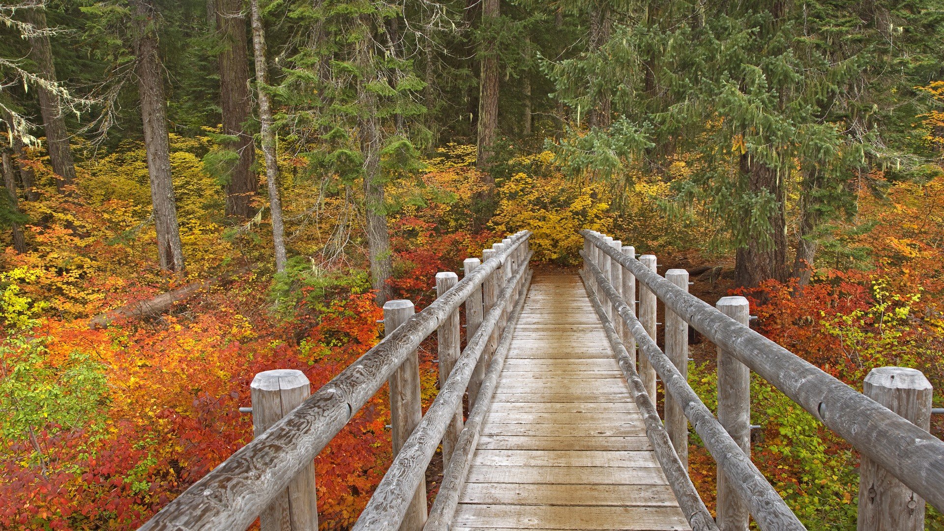 autumn, Forests, Trail, Oregon, Rivers Wallpaper
