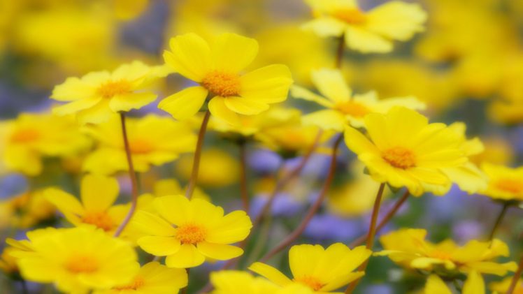 flowers, California, National, Yellow, Flowers HD Wallpaper Desktop Background