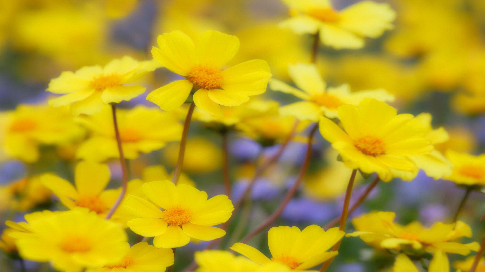 flowers, California, National, Yellow, Flowers Wallpaper