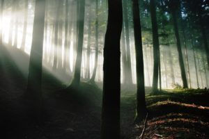 landscapes, Trees, Forests, Sunlight, Sunbeams