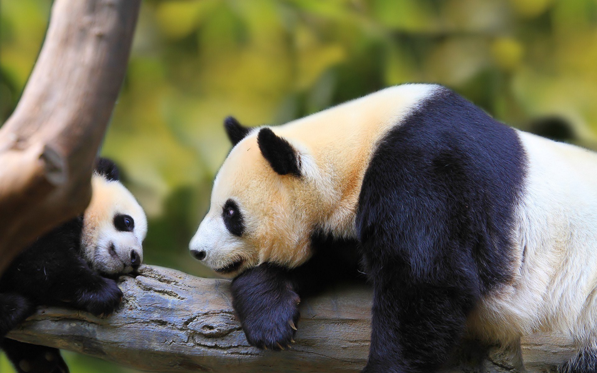 nature, Animal, Bird, National, Geographic, Panda, Forest, Baby, Green, Hd, Wallpapers Wallpaper