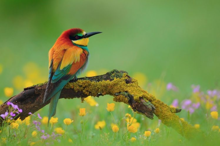 nature, Animal, Bird, National, Geographic, Green, Flower, Hd, Wallpapers HD Wallpaper Desktop Background