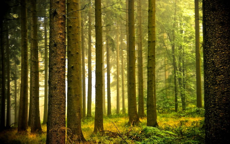 landscapes, Nature, Trees, Forests HD Wallpaper Desktop Background
