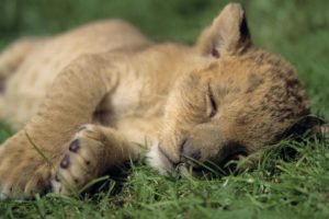 nature, Animals, Cubs, Sleeping, Lions, Wild, Animals, Baby, Animals