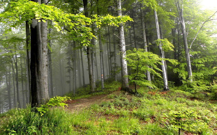 nature, Landscapes, Trees, Forest, Fog, Mist HD Wallpaper Desktop Background