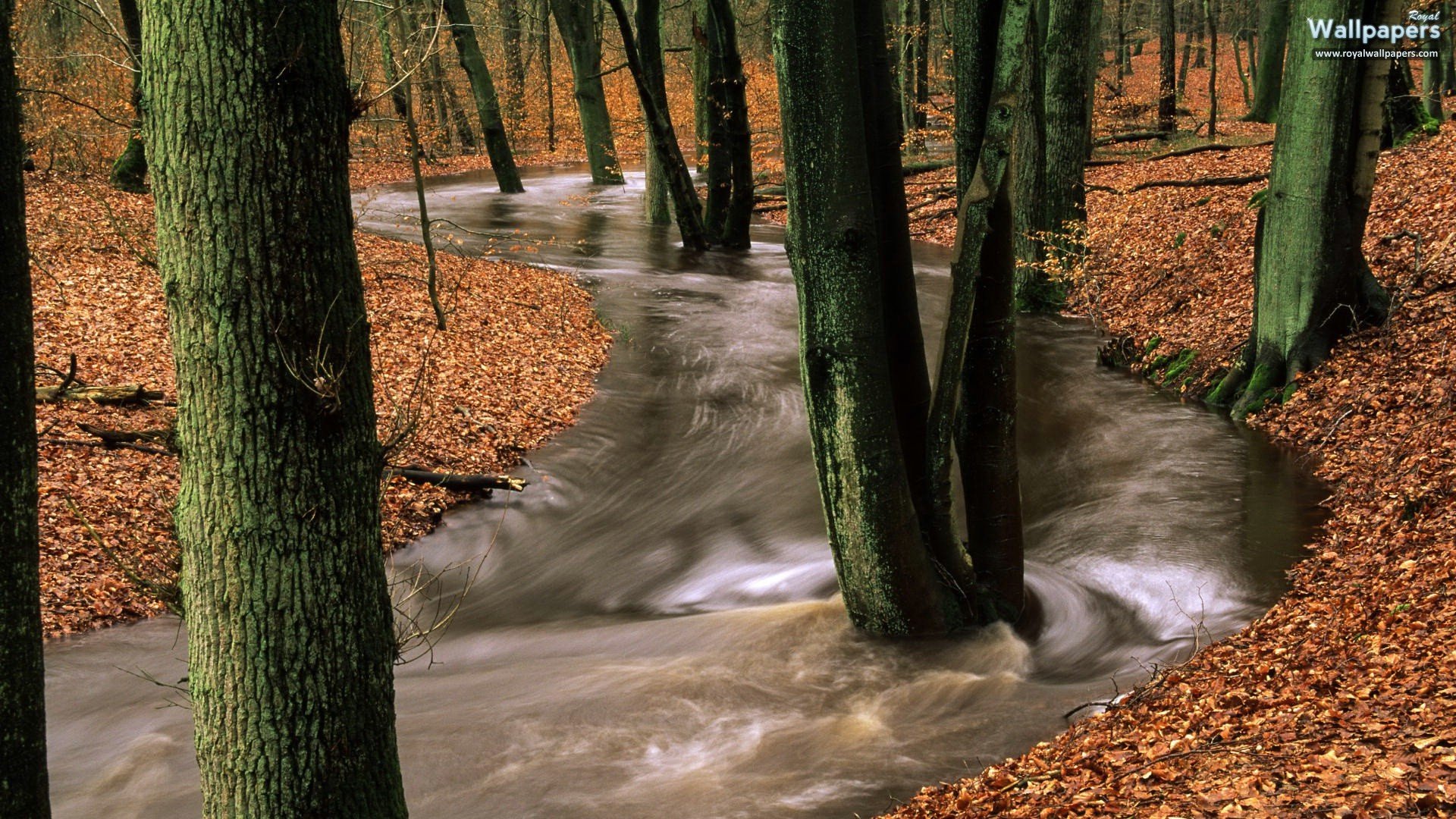 nature, Trees, Forests, Rivers Wallpaper