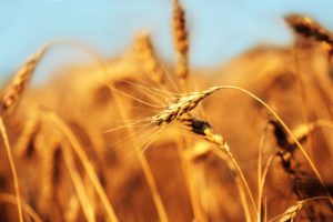 nature, Yellow, Wheat, Spikelets