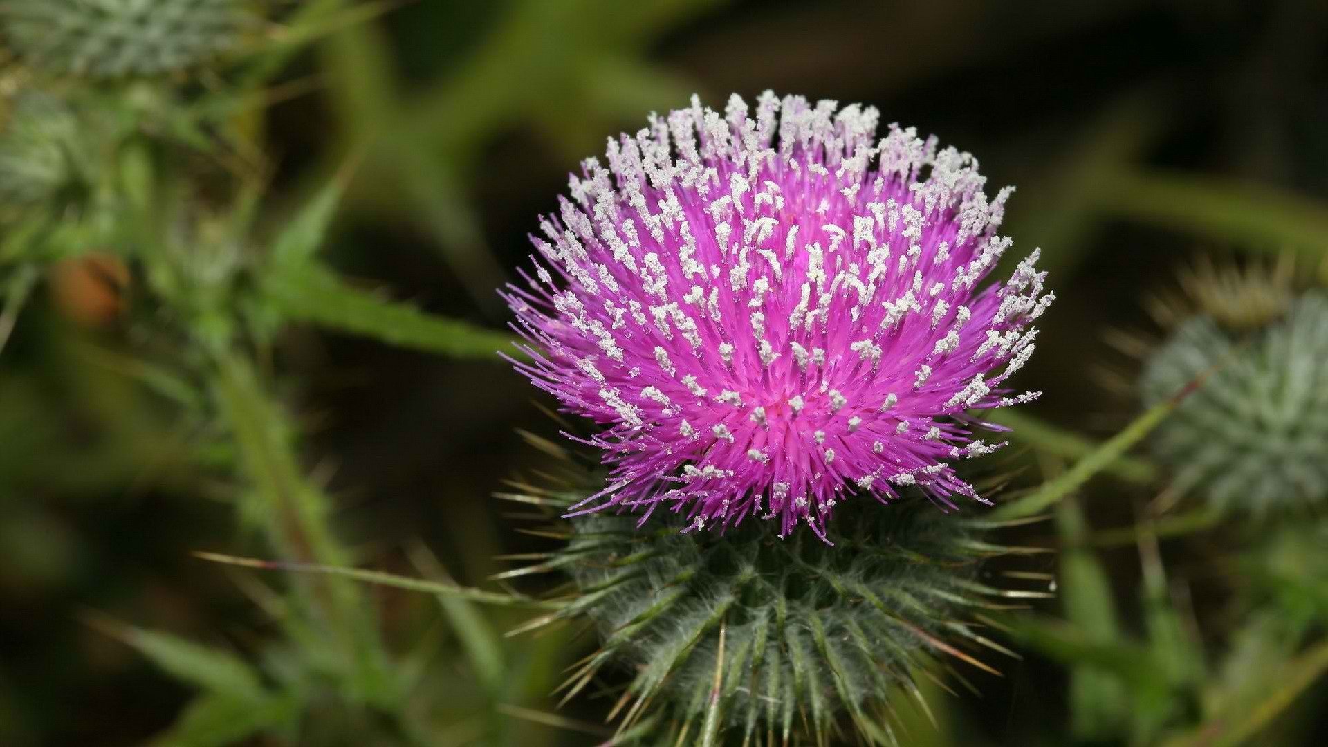 flowers, Blossom, Thistles Wallpaper