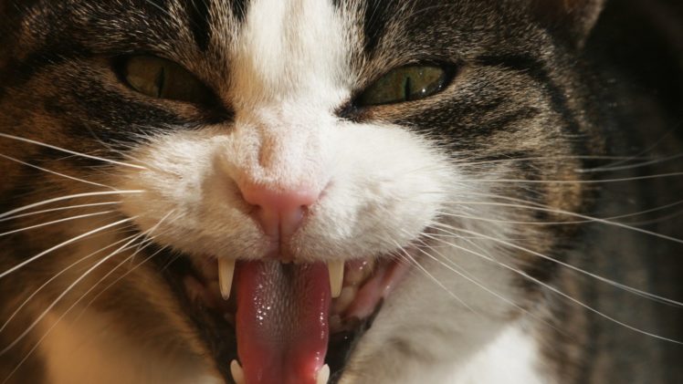 cats, Animals, Fur, Teeth HD Wallpaper Desktop Background