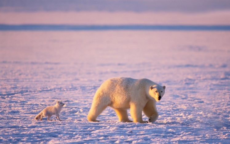 arctic, Polar, Bears, Arctic, Fox HD Wallpaper Desktop Background