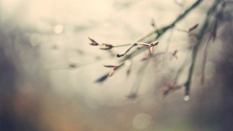 nature, Spring, Water, Drops, Depth, Of, Field, Branches, Spring, Seaso HD Wallpaper Desktop Background