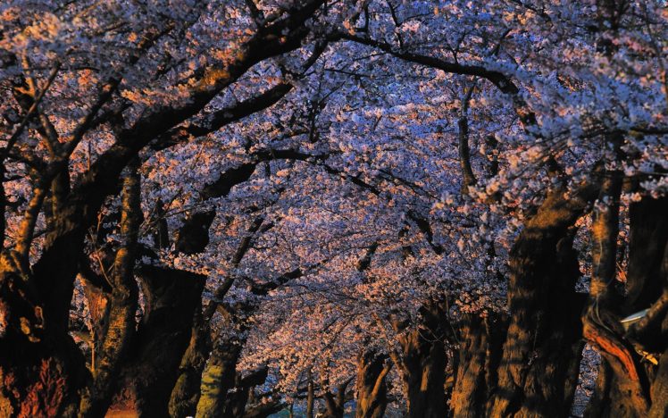 japan, Landscapes, Nature, Trees, Blossoms, Sunlight, Blossom HD Wallpaper Desktop Background