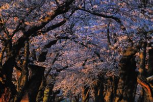 japan, Landscapes, Nature, Trees, Blossoms, Sunlight, Blossom