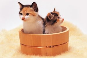 cats, Animals, Kittens, Bucket