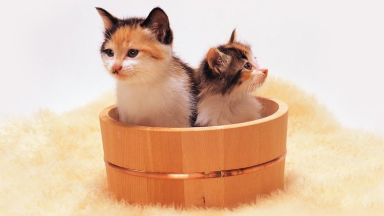 cats, Animals, Kittens, Bucket HD Wallpaper Desktop Background