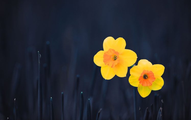 flowers, Yellow, Flowers HD Wallpaper Desktop Background