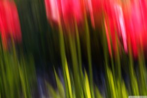tulips, Blur